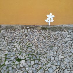 Close-up of white flowering plant against wall