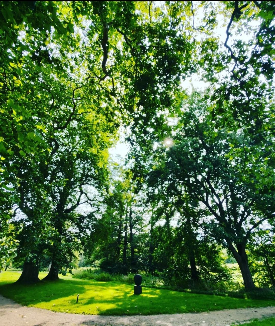 plant, tree, green, leaf, growth, nature, day, sunlight, beauty in nature, woodland, tranquility, one person, outdoors, footpath, leisure activity, flower, land, branch, full length, park, shadow, forest, tranquil scene, scenics - nature, grass, lifestyles, men, walking, lush foliage, foliage