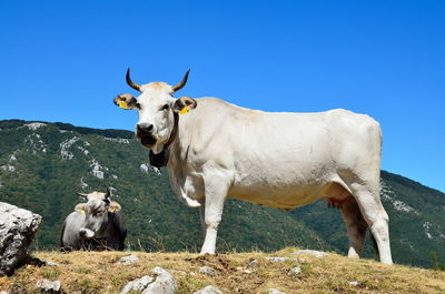 Cow standing on field against clear sky