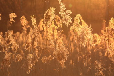 Close-up of plants on field