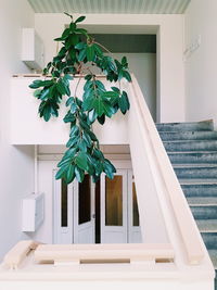 Potted plant on staircase against building