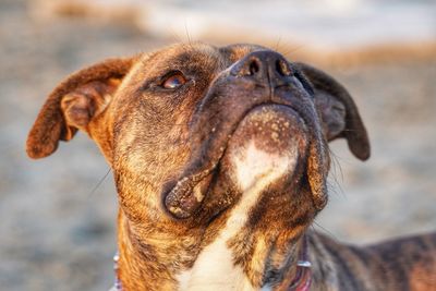 Close-up of dog