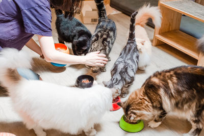 High angle view of woman feeding cats