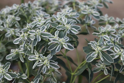 Close-up of flowering plant