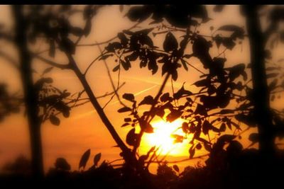 Silhouette of trees at sunset