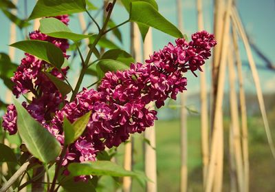 Magenta flowers blooming in park