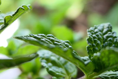 Close-up of water drops on plant
