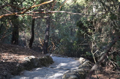 View of trees in forest