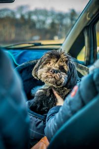 Close-up of dog in car