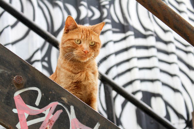 Cat sitting on floor