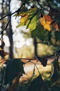 Close-up of autumn leaves on tree