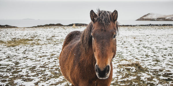 Close-up of a horse on the beach