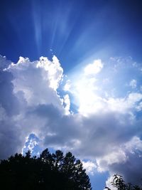 Low angle view of trees against sky