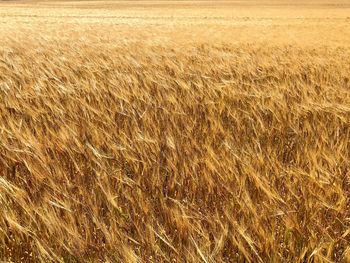 Scenic view of wheat field