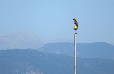 Bird on mountain range against clear sky