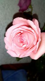 Close-up of pink rose