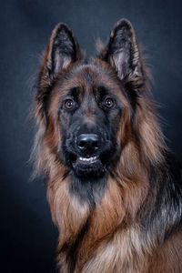 Portrait of the german shepherd long hair dog