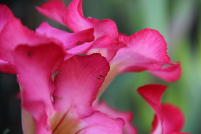 Close-up of pink rose flower