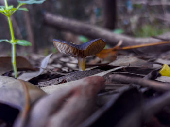 Close-up of mushroom growing on field