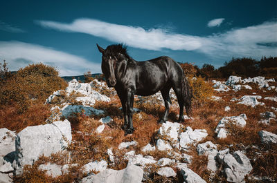 Horse standing on snow covered land