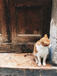 Cat sitting on wooden door