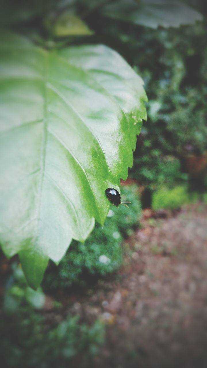 CLOSE UP OF LADYBUG ON LEAF