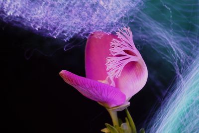 Close-up of pink rose flower