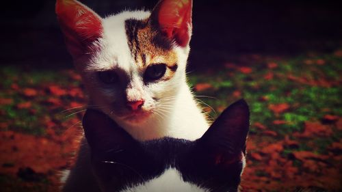 Close-up portrait of cat
