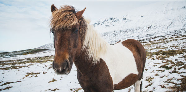 Close-up of horse on snow field