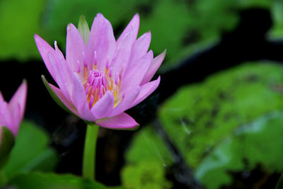 Close-up of pink lotus water lily blooming outdoors