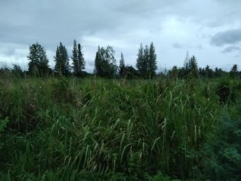 Scenic view of grassy field against sky