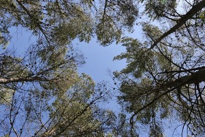 Low angle view of trees against sky