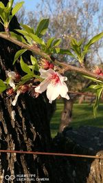 Close-up of flowers on tree