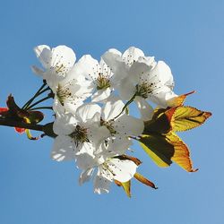 Low angle view of white flowers blooming in park