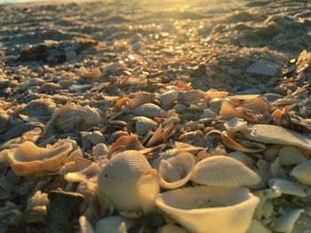 Close-up of seashells on pebbles