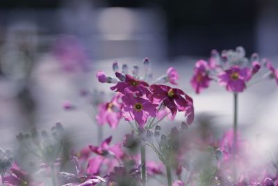 Close-up of pink flowering plant