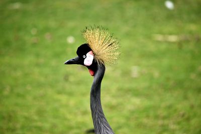 Close-up of bird on field