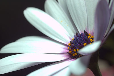 African daisies with purple, macro photo of the petals and filaments, low light photo