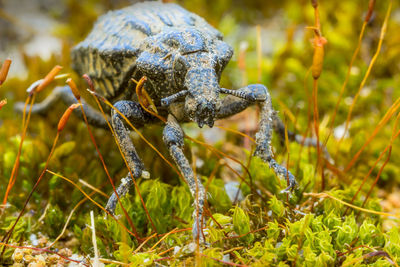 Close-up of insect on plant