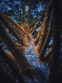 Low angle view of trees in forest