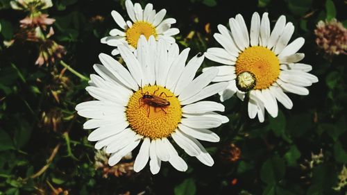 Close-up of bee on white flower