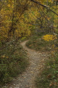 Footpath amidst trees in forest during autumn