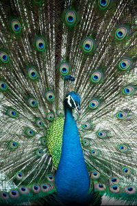 Close-up of peacock