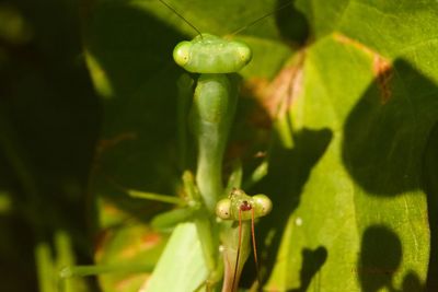 Close-up of green plant