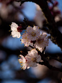 Close-up of cherry blossoms in spring