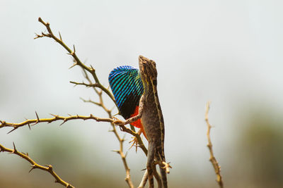 Low angle view of bird perching on branch