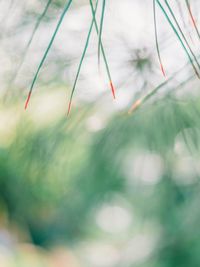 Close-up of plants against blurred background