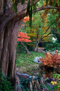 Trees in forest