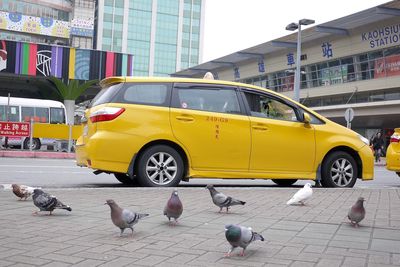 Yellow birds on street against buildings