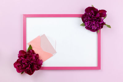 Close-up of pink rose against white background